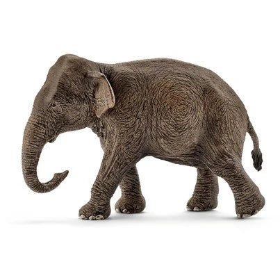 Asian Elephant