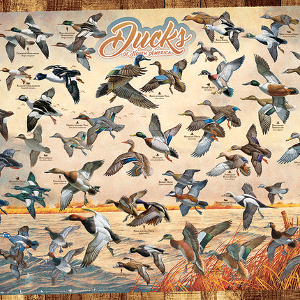 Ducks of North America puzzle (1000 pc)