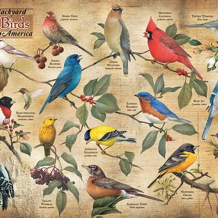 Popular Backyard Wild Birds of North America puzzle (1000 pc)