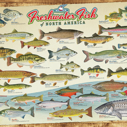 Freshwater Fish of North America puzzle (1000 pc)