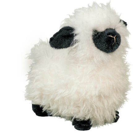 Shiloh Sheep