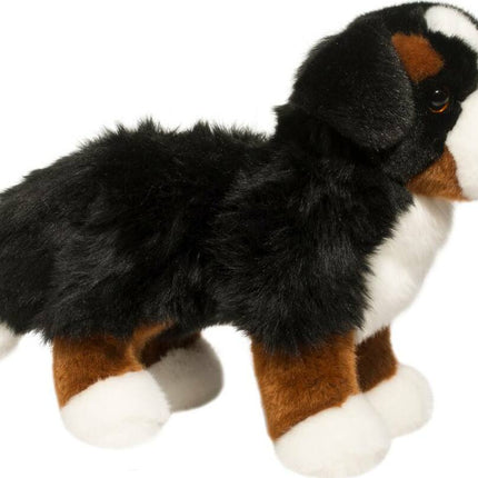 Stevie Bernese Mountain Dog