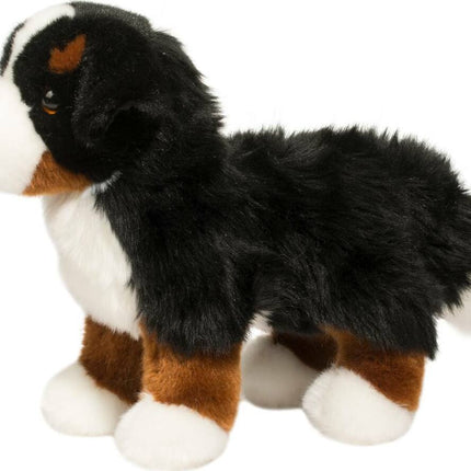 Stevie Bernese Mountain Dog