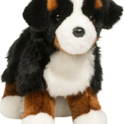 Stevie Bernese Mountain Dog