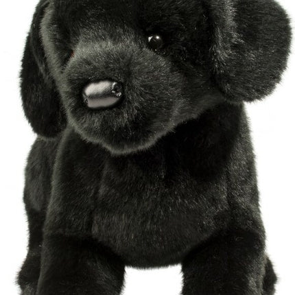 Chester Black Lab