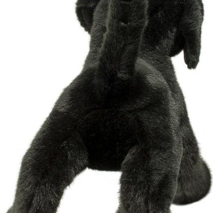 Chester Black Lab
