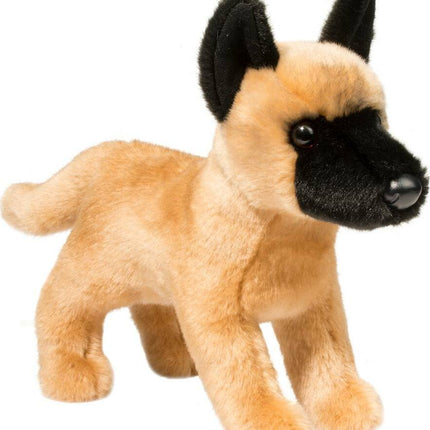 Klaus Belgian Malinois