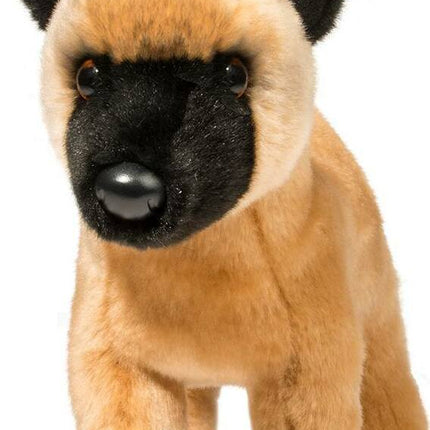 Klaus Belgian Malinois