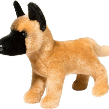 Klaus Belgian Malinois