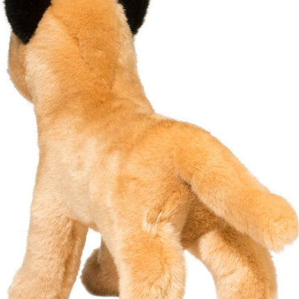 Klaus Belgian Malinois