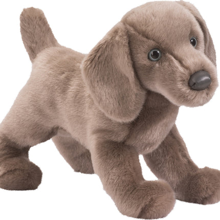Cassie Weimaraner