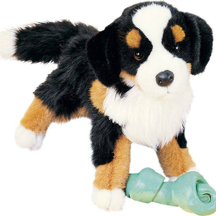 Trevor Bernese Mountain Dog