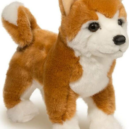 Dunham Shiba Inu
