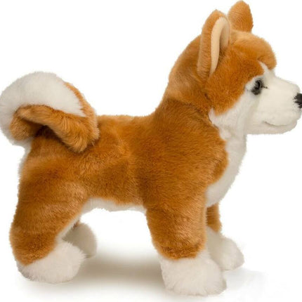 Dunham Shiba Inu
