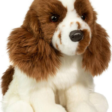 Chip Springer Spaniel