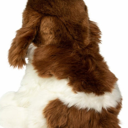 Chip Springer Spaniel
