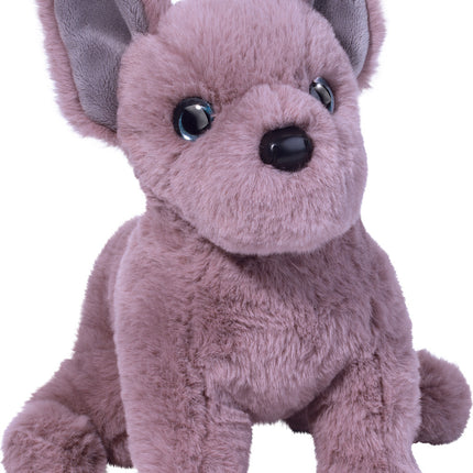 Lilac French Bulldog