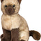 Chai Siamese Cat