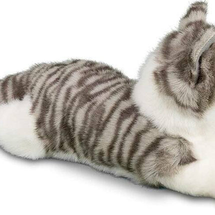 Smokey Gray Cat