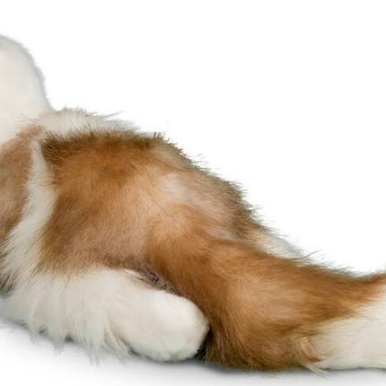 Kiki Ragdoll Cat
