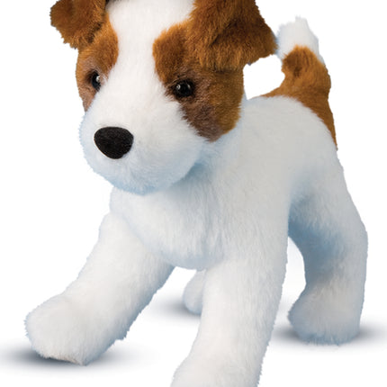 Feisty Jack Russel Terrier