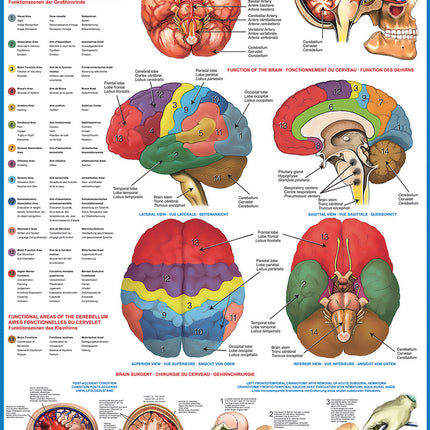 The Brain 1000-piece Puzzle