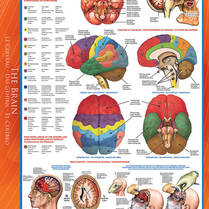 The Brain 1000-piece Puzzle