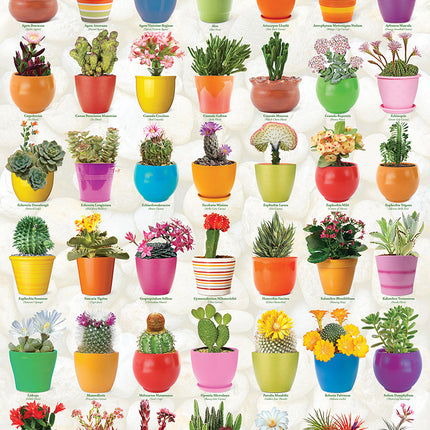 Cacti  Succulents 1000-piece Puzzle