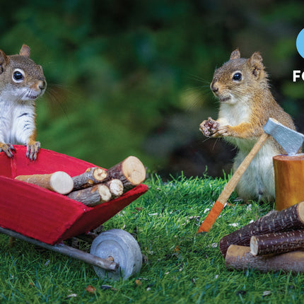 Oakley the Squirrel: Camping 1, 2, 3!: A Nutty Numbers Book