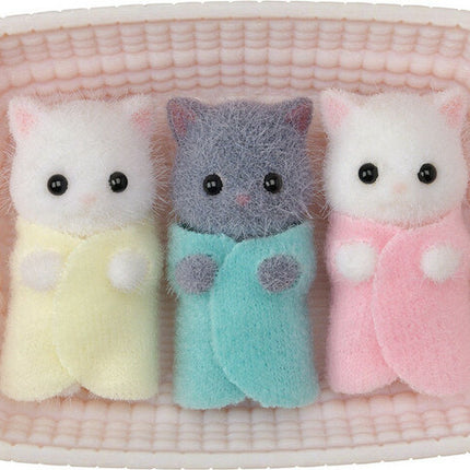 Persian Cat Triplets