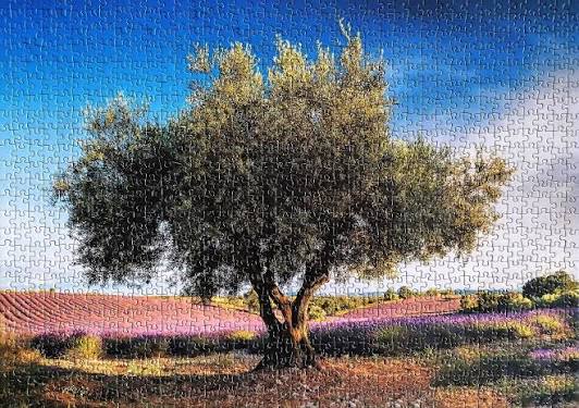 Olive Tree in Provence - Schmidt 1000pc