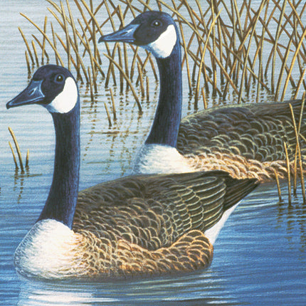 Large PBN Geese