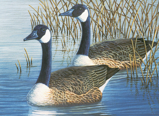 Large PBN Geese