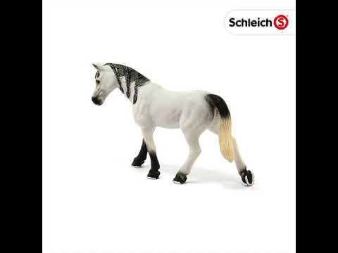 SCL Arabian Mare
