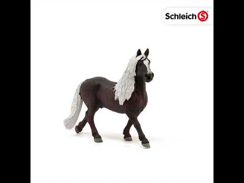 SCL Black Forest Stallion