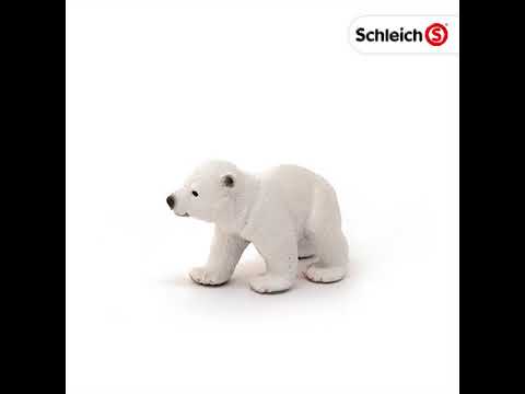 Polar Bear Cub Walking