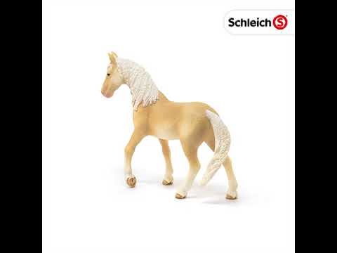 SCL Akhal-Teke Stallion