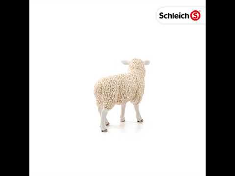 SCL Sheep