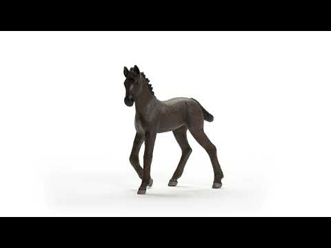 SCL Friesian Foal