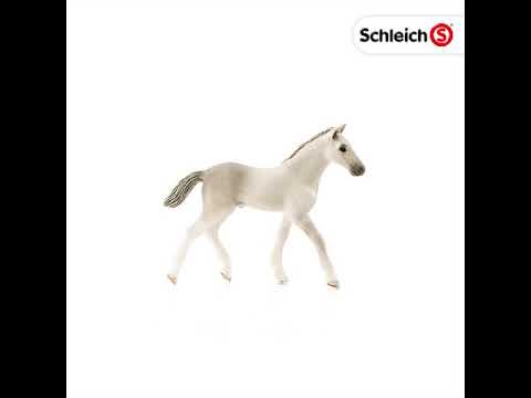 SCL Holsteiner Foal