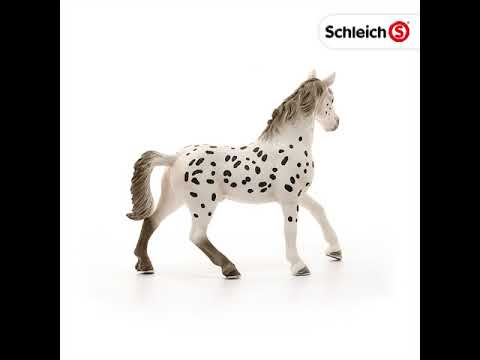 Knabstrupper Stallion