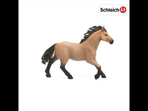 SCL Quarter Horse Stallion