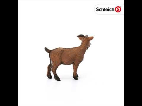SCL Goat