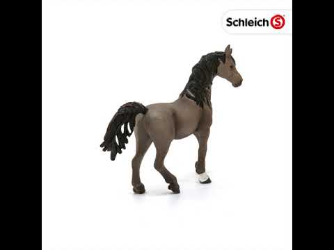 SCL Arabian Stallion