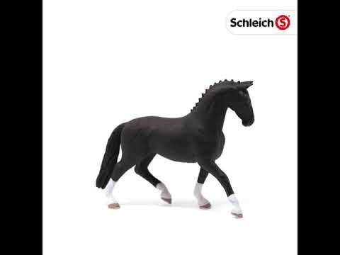 Hanoverian Mare, Black