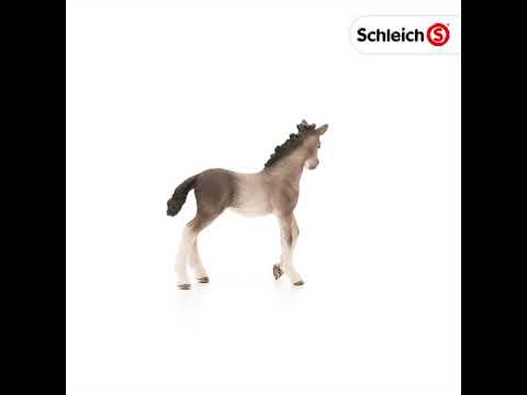 SCL Andalusian Foal