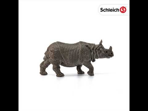 Indian Rhinoceros Male