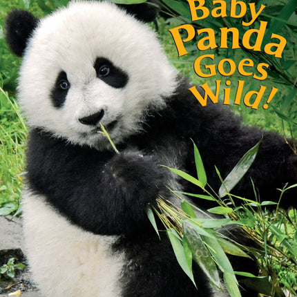 Baby Panda Goes Wild!