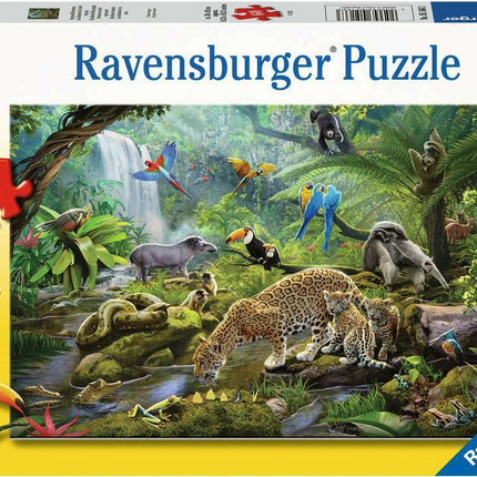 Rainforest Animals