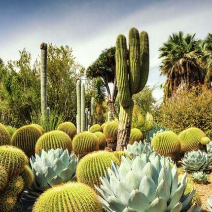 Huntington Desert Garden 1000 Piece Puzzle